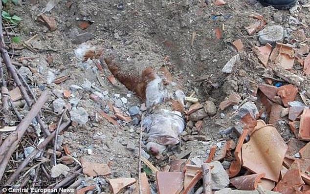 Un canino se salvó 40 horas después de haber sido enterrado bajo tierra, cuando los residentes cercanos escucharon gemidos.