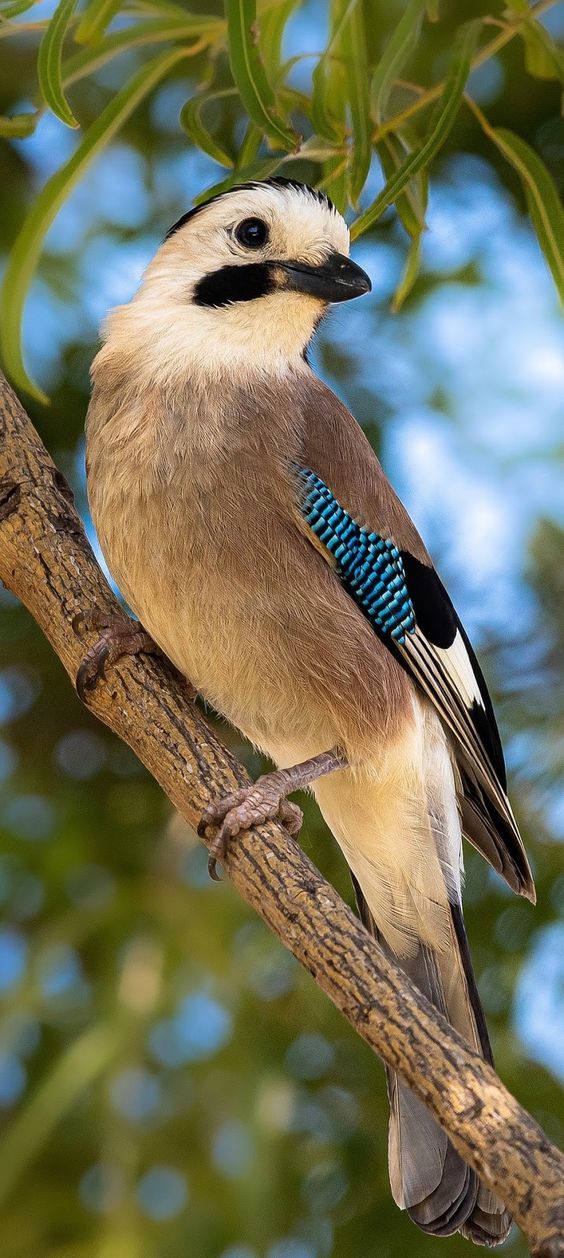 El arrendajo euroasiático (Garrulus glandarius) es un ave de tamaño mediano que se encuentra en toda Europa y Asia. Conocido por su llamativo plumaje e inteligencia, el arrendajo euroasiático es el favorito de los observadores de aves y entusiastas de la naturaleza.