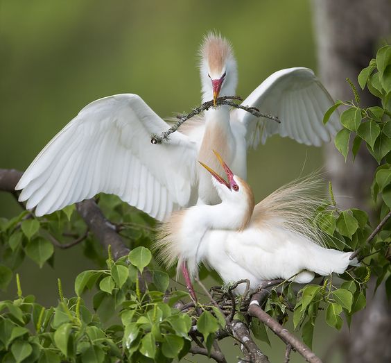 Los Elegantes Garcitas Bovinas: Belleza en el Reino de las Aves. Adéntrate en el Fascinante Mundo de Estas Majestuosas Criaturas Aladas.