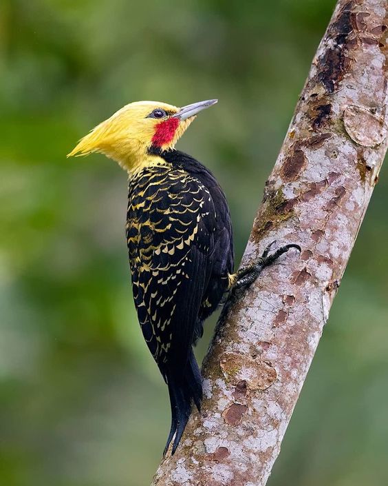 Maravillas de los trópicos: Descubre al Pájaro Carpintero de Cresta Rubia.