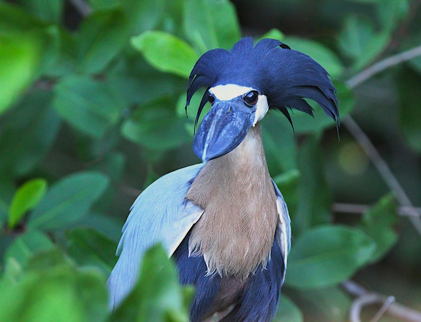 El héroe de pico de barco (Cochlearivs cochlearivs) es una especie de ave fascinante que cautiva a los entusiastas de las aves y a los amantes de las aves con su apariencia distintiva y comportamientos excitantes.