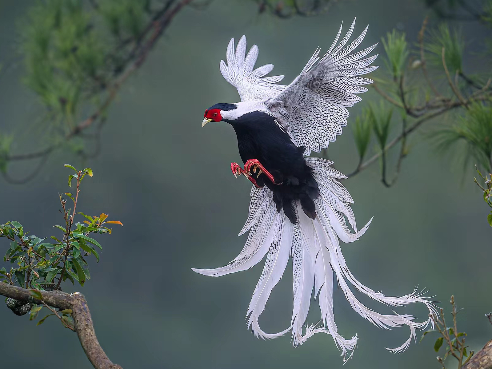El Faisán Plateado, también conocido como Fénix Blanco en el sudeste asiático, es un pájaro impresionante por su belleza. Descubre qué hace al Faisán Plateado tan especial y explora su maravillosa apariencia con plumas plateadas y una larga cola esbelta.