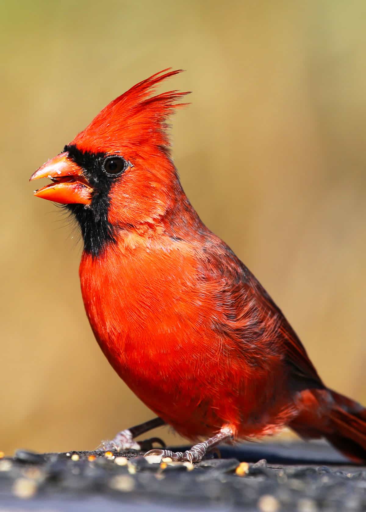Cardenal cardenal. Es posible que conozca a los cardenales por algunas tarjetas de felicitación de invierno muy hermosas. Nativas del este y centro de Estados Unidos y Canadá, estas pequeñas bellezas se pueden ver en bosques, así como en parques y jardines urbanos, buscando semillas e insectos.