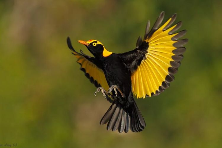 El Regent Bowerbird, conocido científicamente como Sericulus chrysocephalus, es una hermosa especie de ave que se encuentra en las selvas tropicales de Australia 🌿 . Este ave se distingue por su fascinante plumaje, una exquisita mezcla de negro, amarillo y verde.