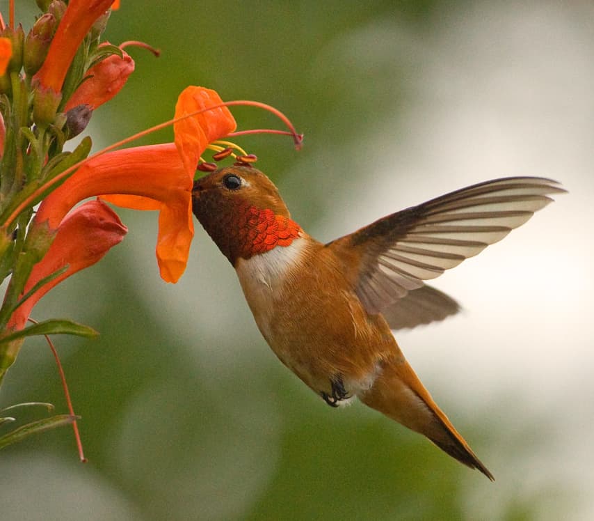 El colibrí rufo: una danza fascinante en la naturaleza