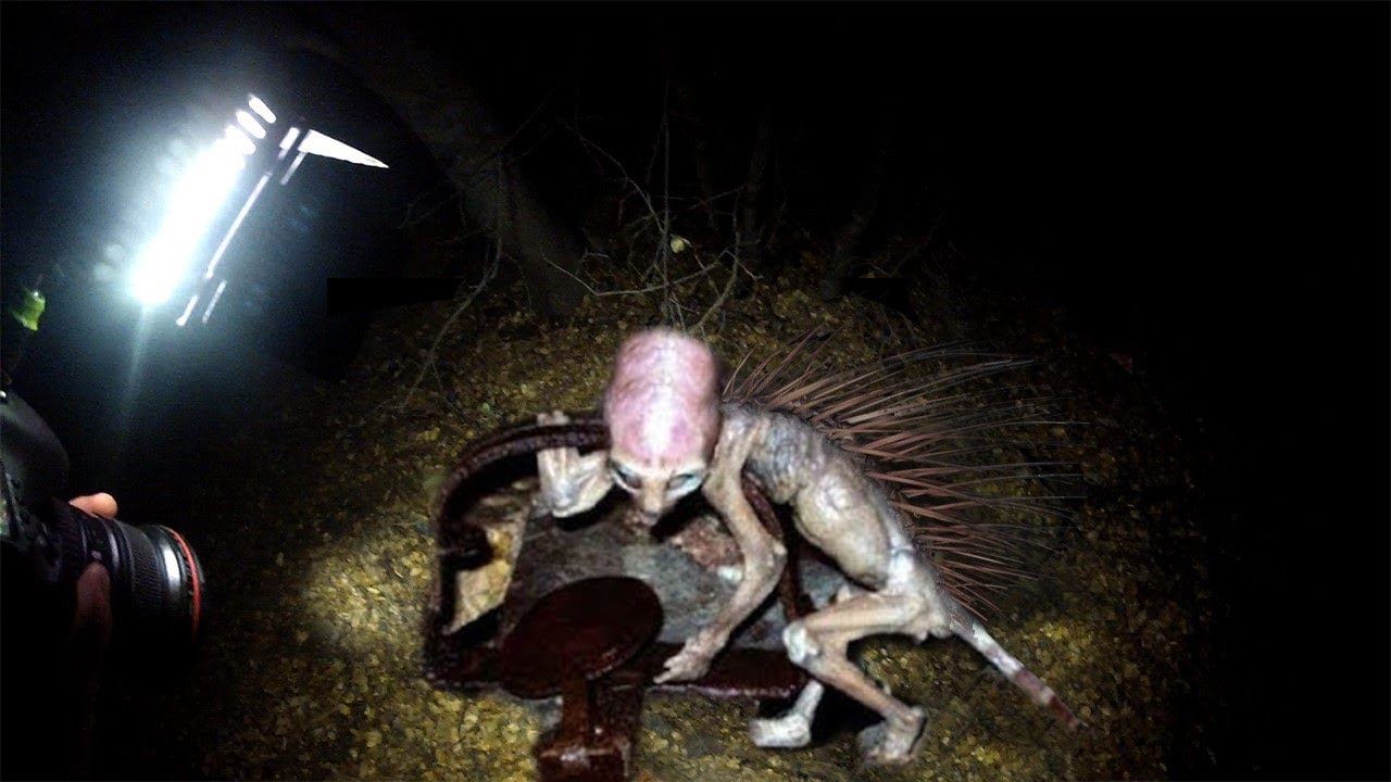 Farmer Meets an Alien-Like Creature in the Forest (Video)<!-- --> |